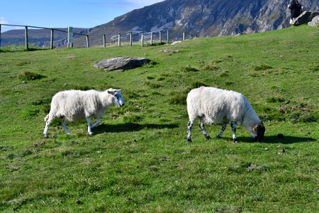 county of Donegal, Ireland - September 15 2022: the Slieve Leagueのeditorial素材