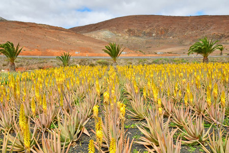 Fuerteventura, Canary Islands - March 15 2024: the Aloe Vera factory near Tiscamanitaの写真素材