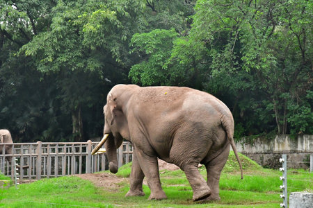 Chongqing; China - November 6 2024: elephant in the zooのeditorial素材