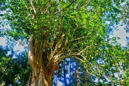 Pamplemousses, Republic of Mauritius - July 28 2014: the picturesque seaside cityのeditorial素材