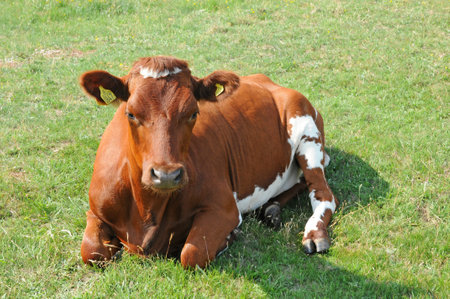 Borgholm, Sweden - June 26 2011: the picturesqueのeditorial素材