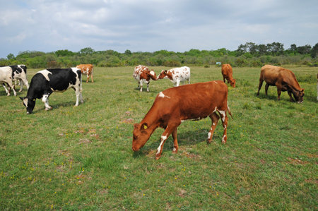 Borgholm, Sweden - June 26 2011: the picturesque villageのeditorial素材