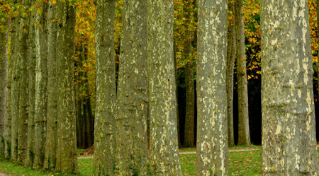 Versailles; France - October 27 2023: the castle parkのeditorial素材