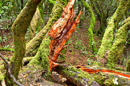 La Gomera, Canary Islands - March 15 2024: the National Park of Garajonayのeditorial素材