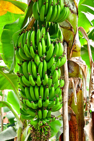 Arucas, Gran Canaria, Canary Islands - March 15 2024: the Marquessa Gardensのeditorial素材