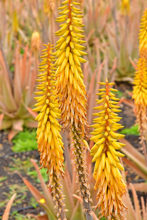 Fuerteventura, Canary Islands - March 15 2024: the Aloe Vera factory near Tiscamanitaのeditorial素材