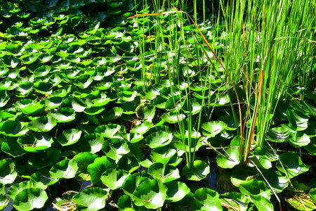 Tenerife, Canary Islands - March 15 2024: the Orchid Garden in Puerto de la Cruzのeditorial素材