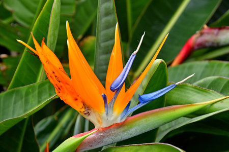 La Gomera, Canary Islands - March 15 2024: the National Park of Garajonayのeditorial素材