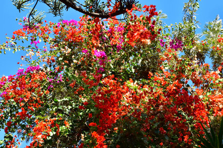 Tenerife, Canary Islands - March 15 2024: the Orchid Garden in Puerto de la Cruzのeditorial素材