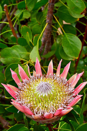 La Gomera, Canary Islands - March 15 2024: the National Park of Garajonayのeditorial素材