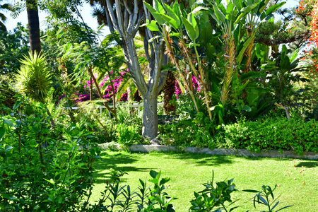Tenerife, Canary Islands - March 15 2024: the Orchid Garden in Puerto de la Cruzのeditorial素材