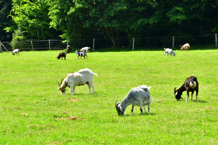Versailles; France - June 26 2024: goats in the Marie Antoinette estateのeditorial素材