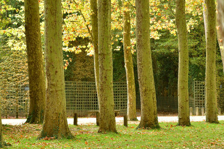 Versailles; France - October 27 2023: the castle parkのeditorial素材
