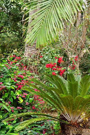 Arucas, Gran Canaria, Canary Islands - March 15 2024: the Marquessa Gardensのeditorial素材