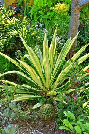 Tenerife, Canary Islands - March 15 2024: the Orchid Garden in Puerto de la Cruzのeditorial素材