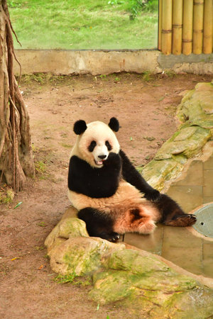 Chongqing; China - November 6 2024: panda in the zooのeditorial素材