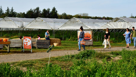 Bailly; France - October 10 2023: picking in a field of Gally farmのeditorial素材