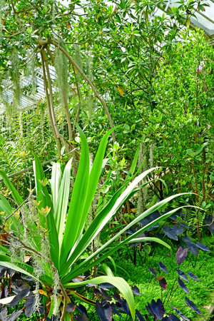 London; Richmond, England - May 28 2023: the Princess of Wales Conservatory in The Kew Gardensのeditorial素材