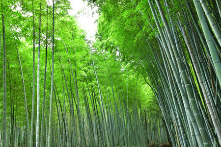 Kyoto; Japan - August 10 2024: Arashiyama bamboo forestのeditorial素材