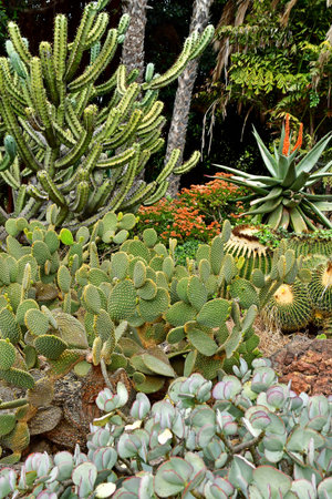 Arucas, Gran Canaria, Canary Islands - March 15 2024: the Marquessa Gardensのeditorial素材
