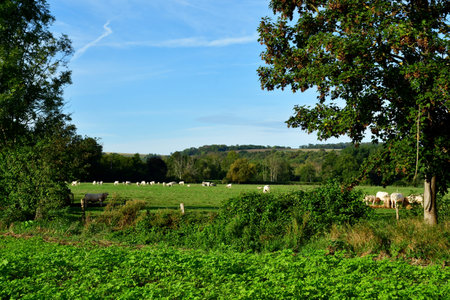 Montreuil sur Epte; France - September 19, 2023: Cows in a pastureのeditorial素材