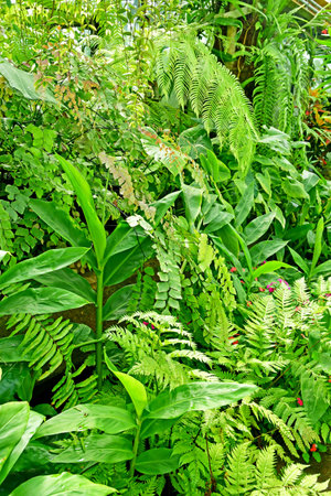 London; Richmond, England - May 28 2023: the Princess of Wales Conservatory in The Kew Gardensのeditorial素材