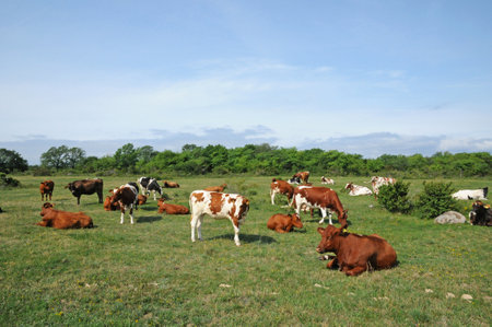 Borgholm, Sweden - June 26 2011: the picturesqueのeditorial素材