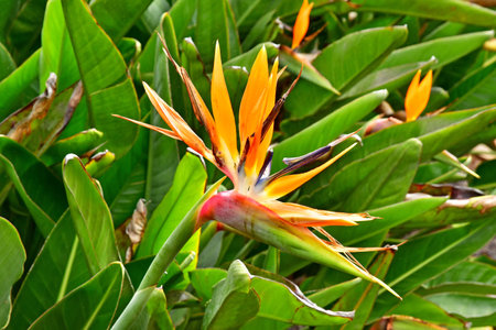 La Gomera, Canary Islands - March 15 2024: the National Park of Garajonayのeditorial素材