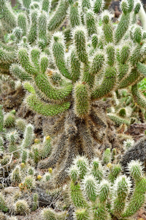 Arucas, Gran Canaria, Canary Islands - March 15 2024: the Marquessa Gardensのeditorial素材