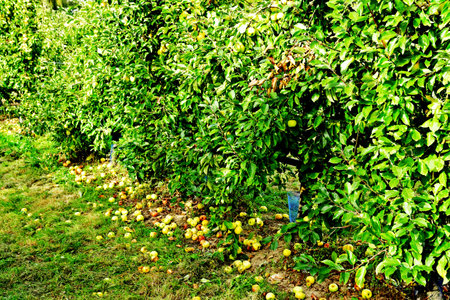Bailly; France - October 10 2023: picking in a field of Gally farmのeditorial素材
