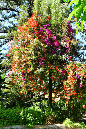Tenerife, Canary Islands - March 15 2024: the Orchid Garden in Puerto de la Cruzのeditorial素材