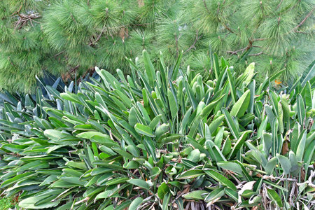 La Palma, Canary Islands - March 15 2024: a guest house in Santa Cruz de la Palmaのeditorial素材