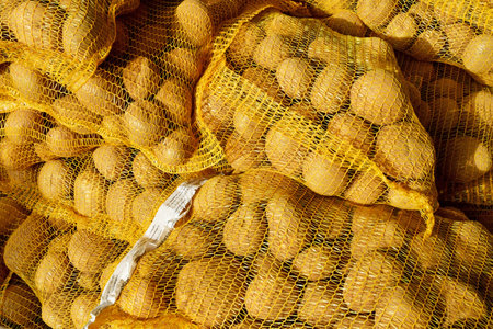 Bailly; France - October 10 2023: picking in a field of Gally farmのeditorial素材