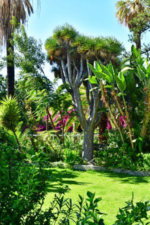 Tenerife, Canary Islands - March 15 2024: the Orchid Garden in Puerto de la Cruzのeditorial素材