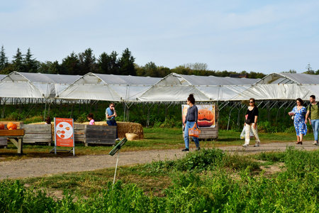 Bailly; France - October 10 2023: picking in a field of Gally farmのeditorial素材