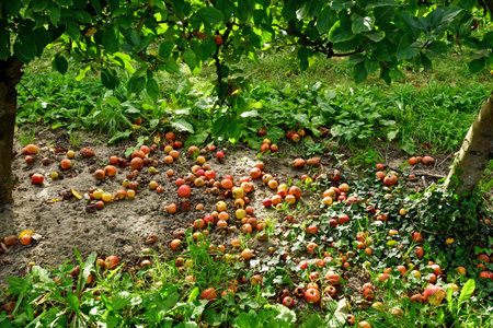 Bailly; France - October 10 2023: picking in a fieldの写真素材