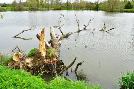Versailles; Rocquencourt, France - April 7, 2024: pond in the Arboretum de Chevreloupの写真素材