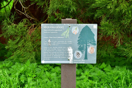 Versailles; Rocquencourt, France - April 7, 2024: sequoiadendron giganteum in the Arboretum de Chevreloupのeditorial素材