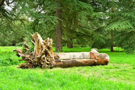 Versailles; Rocquencourt, France - April 7, 2024: Bench in a stump in the Arboretum de Chevreloupの写真素材