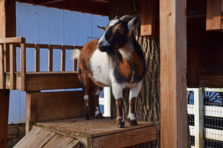 Lancaster, USA - September 2023: the Amish farm and houseのeditorial素材