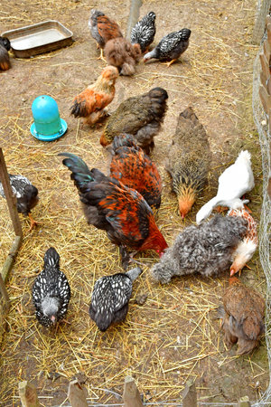 Rosay; France - July 8 2024: poultry in the educational Malowe Nature farm for kidsのeditorial素材