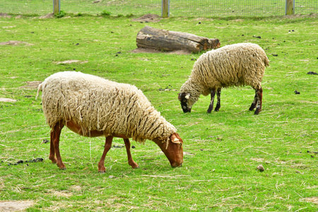Saint Cyr l'Ecole, France - April 14, 2025: Sheep in the Ferme de Gallyの写真素材