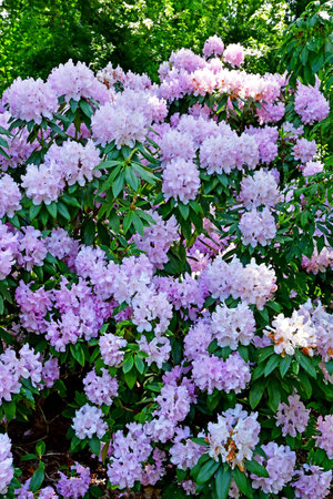 London; Richmond, England - May 28 2023: The Kew Gardensのeditorial素材