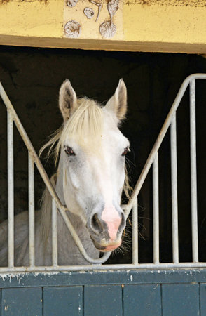 Le Touquet, France - August 18 2016: the equestrian centerのeditorial素材