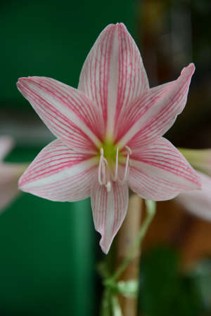 flowerの写真素材