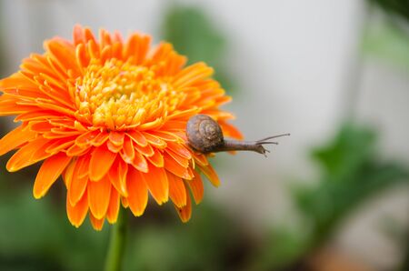 flower and Snailの写真素材