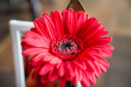 flowerの写真素材