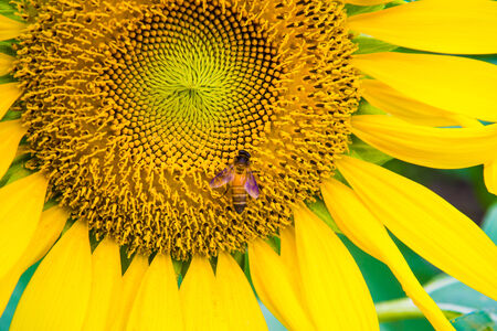 Sunflower and a bee on the sunflowers fieldの写真素材