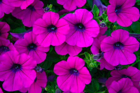 Beautiful Spring flower in the garden - floral backgroundの写真素材
