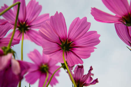 Beautiful Spring flower in the garden - floral backgroundの写真素材